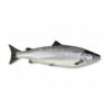 Rainbow Trout - Retail - Frozen (600g) - Image 2
