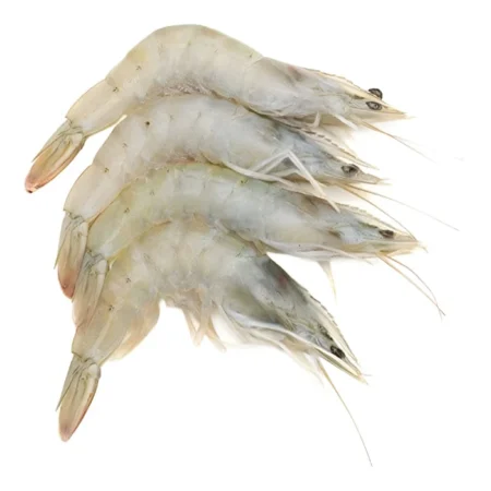 Sea White Prawn XL (21-25 pcs) (700 g) 明虾