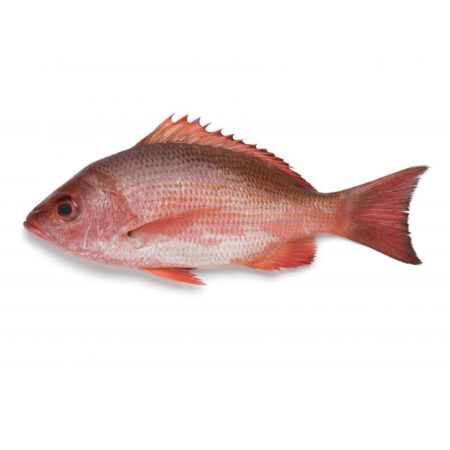 Sabah John Snapper Fish (650g)