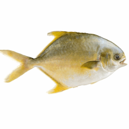 Golden Pomfret (750g)