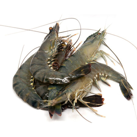 Tiger Prawn Cultured 16/20 (700g) 老虎虾